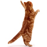 Ginger cat reaching up, and swiping, back view