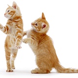 Two ginger kittens standing