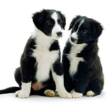 Puppy pair