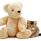 Kitten and teddy