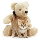 Kitten and teddy