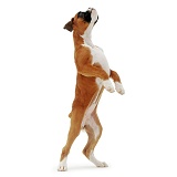 Boxer puppy standing up on hind legs