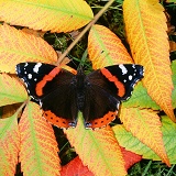 Red Admiral on autumnal leaves