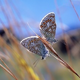 Common Blue Butterflies roosting