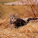Tabby kitten on hay set