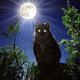 Tabby cat at night with eyes reflecting