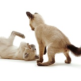 Siamese kittens at play