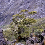 Lichen covered tree