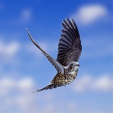 Mistle Thrush in flight