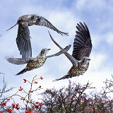 Three Mistle Thrushes in flight