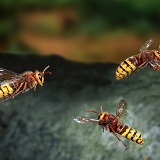 Hornets in flight
