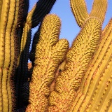 Deformed Organ Pipe Cactus