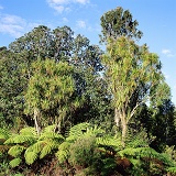 Cabbage trees, Pohutukawas and tree ferns