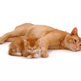 Ginger cat with sleepy kitten