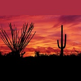 Ocotillo and Saguaro at sunset