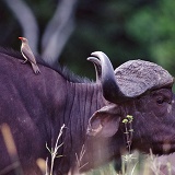 Oxpecker on Buffalo