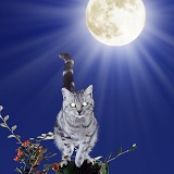 Silver tabby cat with glowing eyes and moon