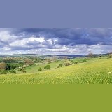 Peak District buttercup meadow