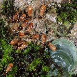 Nasute termites