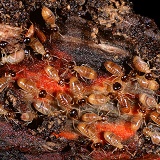 Nasute termites