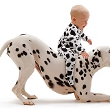 Baby riding Dalmatian in play-bow