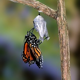 Monarch Butterfly hatching