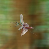 Japanese mantis flying