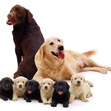 Different coloured Labrador family