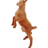Goat kid prancing