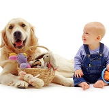 Baby and Retriever with toys