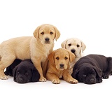 Colourful Labrador pups