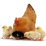 Buff bantam hen with chicks