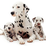 Dalmatian mother and two pups