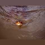 Softshell Turtle