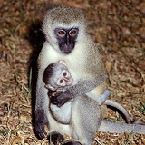 Vervet Monkey with baby