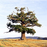 Ockley oak - Autumn 2002