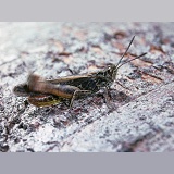 Grasshopper stridulating
