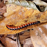 Tropical rainforest centipede