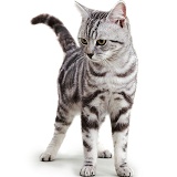Silver tabby cat standing