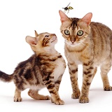 Bengal cat and Kitten with hornet
