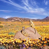 Meerkats and desert flowers