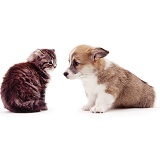 Kitten and corgi pup