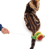 Tabby cat looking round at toy snail