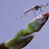 Male mosquito on a bud