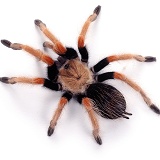 Mexican Fire Leg Tarantula