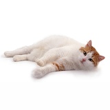 Turkish Van cat