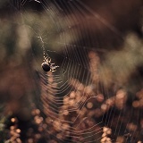 Garden Spider building web