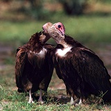 Hooded vultures mutual preening