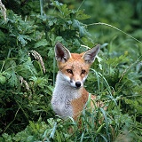 Fox cub portrait
