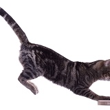 Tabby Cat leaping (series No 3)